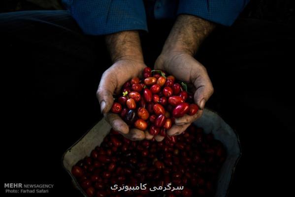 میوه کوچک با قدرت اعجاب انگیز برای سلامت بدن